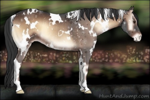 Horse Color:White Spotted Liver Red Onyx Varnish Rabicano 