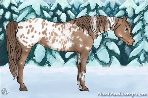 Horse Color:White Spotted Black Pearl Sabino Varnish