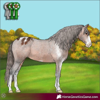 Horse Color:Brown Sabino Varnish 