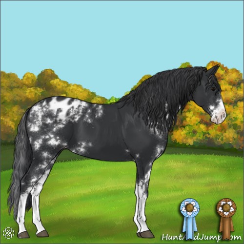 Horse Color:Black Sabino Appaloosa 