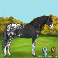 Horse Color:Black Sabino Varnish 