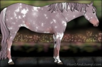 Horse Color:Watercolor White Spotted Liver Chestnut