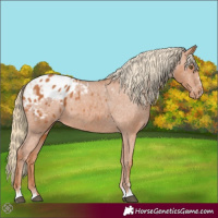 Horse Color:Chestnut Appaloosa 