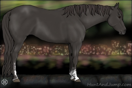 Horse Color:Smoky Black Sabino 