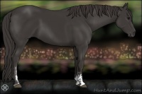 Horse Color:Smoky Black Sabino 