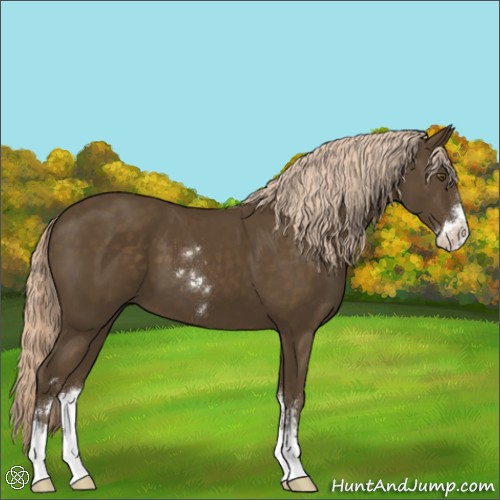 Horse Color:Chocolate Palomino Sabino