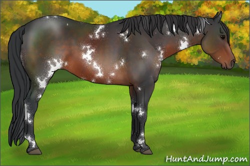 Horse Color:White Spotted Brown