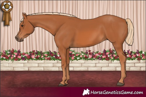 Horse Color:Chestnut 