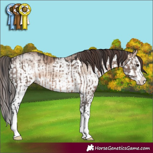 Horse Color:White Spotted Brown Dun Mushroom and White Spotted Sable Champagne Dun Splash