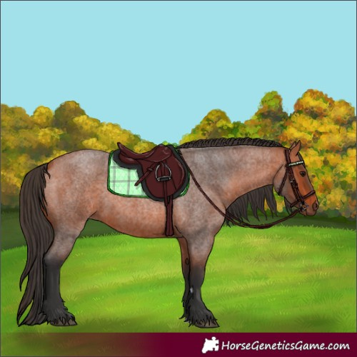 Horse Color:Bay Roan 