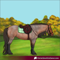 Horse Color:Bay Roan 