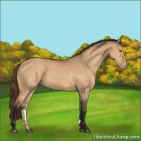 Horse Color:Bay Dun Appaloosa