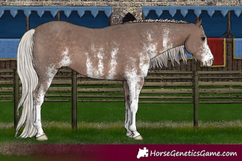Horse Color:White Spotted Silver Black 