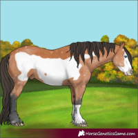 Horse Color:Bay Frame