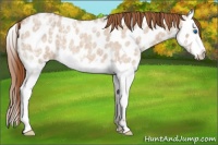 Horse Color:Red Dun Ice Roan Splash Appaloosa 