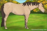 Horse Color:Amber Champagne Roan 