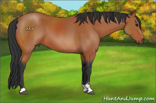 Horse Color:Bay Sabino 