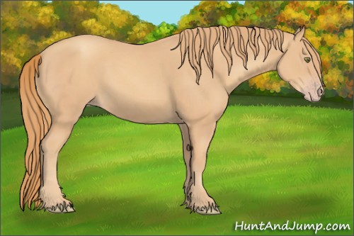 Horse Color:Gold Champagne 