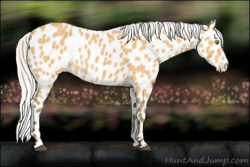 Horse Color:Silver Buckskin Sabino Appaloosa Rabicano 