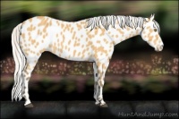 Horse Color:Silver Buckskin Sabino Appaloosa Rabicano 