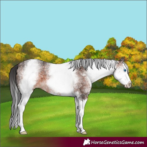 Horse Color:White Spotted Brown Splash 