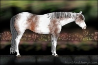 Horse Color:White Spotted Brown 