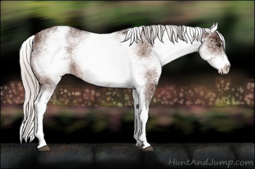 Horse Color:White Spotted Silver Brown Appaloosa 