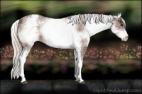 Horse Color:White Spotted Silver Brown Appaloosa 