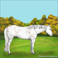 Horse Color:White Spotted Silver Bay Appaloosa 