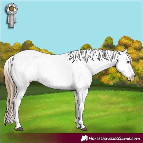 Horse Color:Smoky Black Sabino Appaloosa 