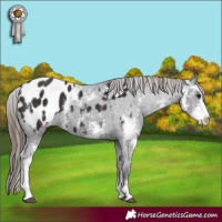 Horse Color:Smoky Black Sabino Appaloosa 