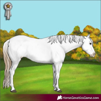 Horse Color:Smoky Black Sabino Appaloosa