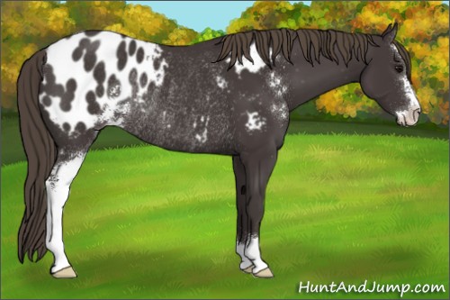 Horse Color:Smoky Black Sabino Appaloosa Rabicano 