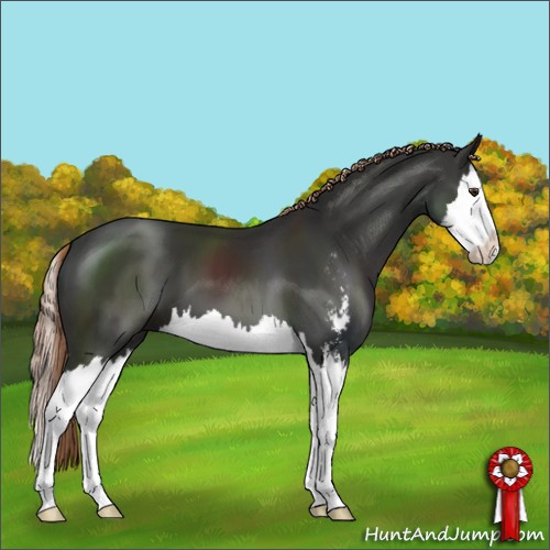 Horse Color:Liver Chestnut Sabino Splash 