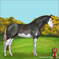 Horse Color:Liver Chestnut Sabino Splash 