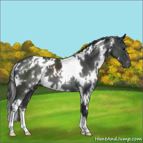Horse Color:White Spotted Black Varnish 