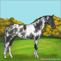 Horse Color:White Spotted Black Varnish