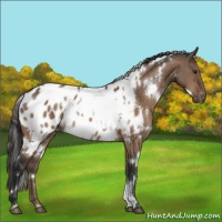 Horse Color:White Spotted Brown Dun Appaloosa 