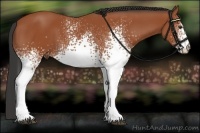 Horse Color:White Spotted Bay 