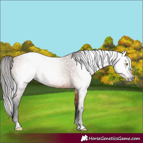 Horse Color:Gray Amber Champagne  and Bay 