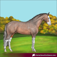 Horse Color:Bay Splash Appaloosa 