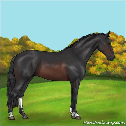 Horse Color:Brown 