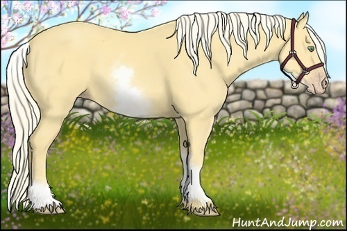 Horse Color:White Spotted Gold Cream Champagne 