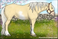 Horse Color:White Spotted Gold Cream Champagne