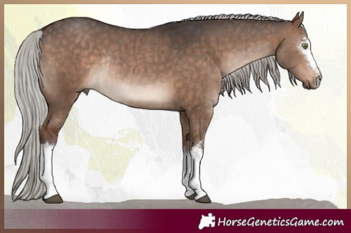 Horse Color:White Spotted Silver Brown Dun Sabino Rabicano Brindle 