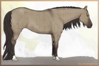 Horse Color:Smoky Grullo Roan Brindle 