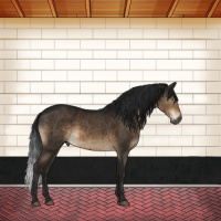 Horse Color:Gray Brown Dun Mushroom Rabicano Brindle 