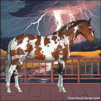 Horse Color:White Spotted Bay 