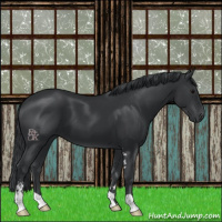 Horse Color:Black Sabino 