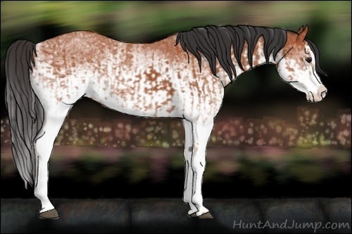 Horse Color:White Spotted Bay Splash  and White Spotted Bay Splash 
